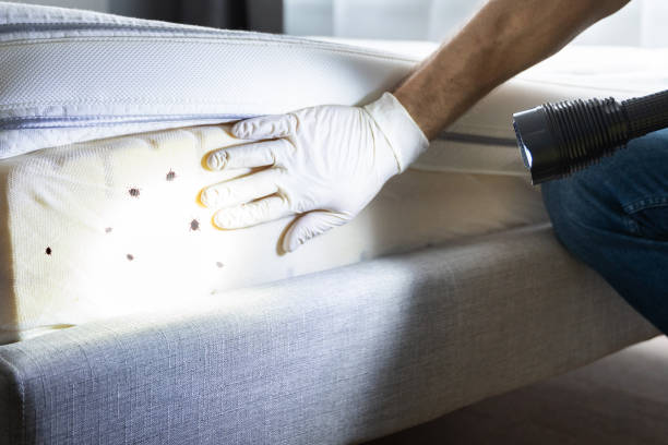 Best Bed Bug Extermination  in Imperial, NE